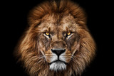 Face Lion King
