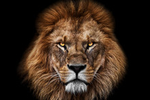 Face Lion King