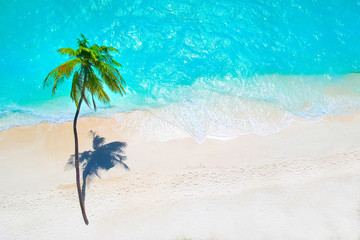 Poster - Palm trees on the sandy beach and turquoise ocean from above