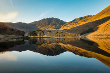 Row Of Pine Trees Reflected In A Calm Buttermere, Lake District, UK.