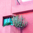 Plants on pink fashion concept. Cactus on pink wall