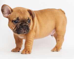  cute puppy of a French bulldog looking at a white background