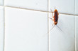 © KoKiChs - Cockroach crawling on white tile wall