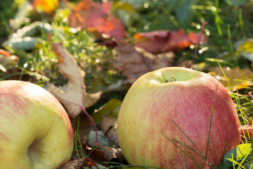 Closeup of two apples lying in the grass among autumn leaves