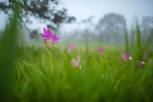 Siam Tulip Field In The Foggy Morning At Pa Hin Ngam National Park, Chaiyaphum, Thailand