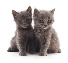 Canvas Print - Two gray cat.