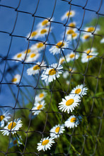 Chamomiles (white Daisies) Flowering Through Chain Link Fencing Mesh