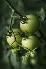 Green young unripe tomatoes, growing on a branch