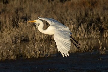 Great egret landing in beautiful light, seen in the wild in a North California marsh 