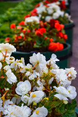 Sticker - white and red flowers of begonia in vases in the Park