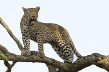 Artistic Conversion Of A Leopard In Big Tree With Thick Branches