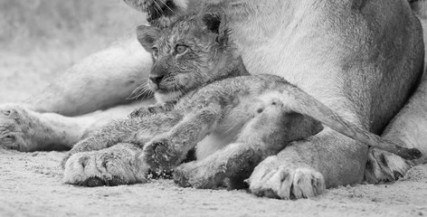 Wall Mural - Lioness licks her cub to dry it of the rain drops in artistic conversion