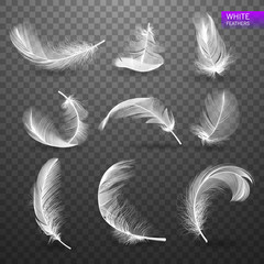 Wall Mural - set of isolated falling white fluffy twirled feathers on transparent background in realistic style. 