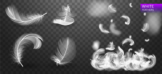 Wall Mural - set of isolated white fluffy feathers on transparent background. falling twirled realistic feathers 