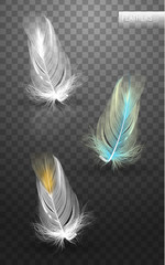 Wall Mural - isolated falling fluffy twirled feathers on transparent background in realistic style. vector illust