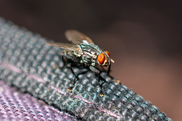 macro of house fly