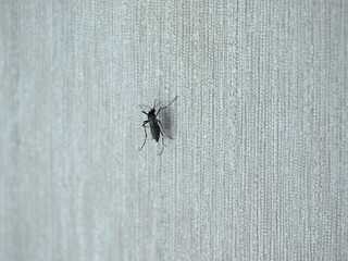 Wall Mural - tiger mosquito insect animal