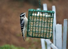 A Female Hairy Woodpecker Perching On The Suet Feeder Enjoy Eating And Resting On The Blurry Garden Background, Winter In GA USA.