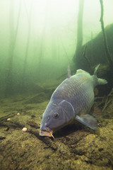 Wall Mural - Freshwater fish carp (Cyprinus carpio) feeding with boilie in the beautiful clean pound. Underwater shot in the lake. Wild life animal. Carp in the nature habitat with nice background.