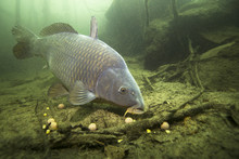 Freshwater Fish Carp (Cyprinus Carpio) Feeding With Boilie In The Beautiful Clean Pound. Underwater Shot In The Lake. Wild Life Animal. Carp In The Nature Habitat With Nice Background.