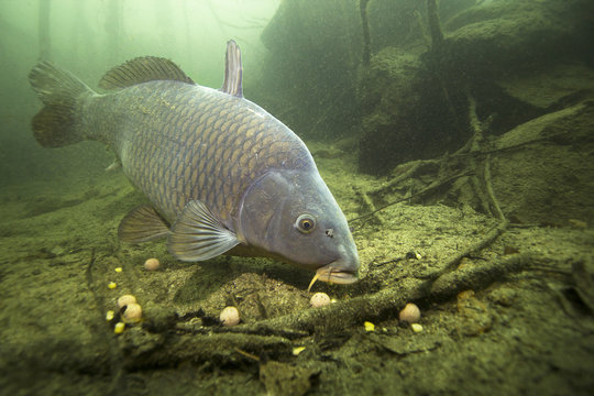 freshwater fish carp (cyprinus carpio) feeding with boilie in the beautiful clean pound. underwater 