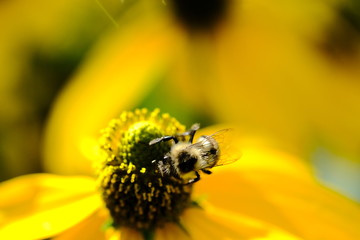 Macro flower with bee