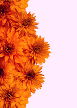 Orange  Flowers On Light Pink Background, Beautiful  Floral Composition;vertical Frame,border