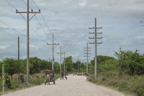 Fotografía People driving their carriage under and endless road carrying wood for cooking