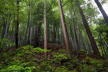 Forest Scenery of Mount Lu, Lushan in Jiujiang City, Jiangxi Province China. Dense forest with heavy mist and fog in the background, Lushan UNESCO Global Geopark, World Heritage site.