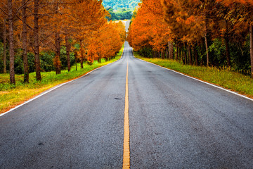 Poster - road passthrough autumn forest