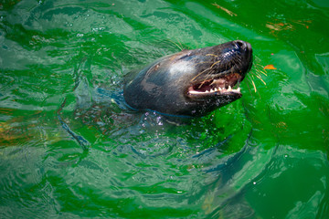 the seal floats in the water