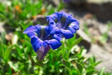 Blue Flower On A Blurred Background Of Grass. Mountain Alpine Flower. Two Blue Flowers Are Stemless Gentian (Gentiana Acaulis) Close Up