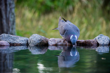 Common Wood Pigeon Drinking At The Waterhole From The Front