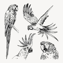 Set Of Hand Drawn Sketch Black And White Vintage Exotic Tropical Bird Parrot Macaw And Cockatoo. Vector Illustration Isolated Object
