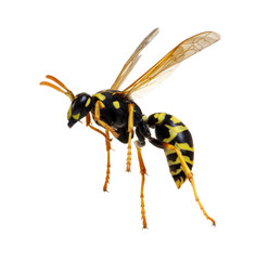 wasp isolated on white