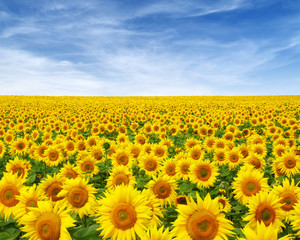 Poster - sunflowers field on sky