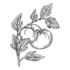 Wall Mural - Tomato engraving vector illustration