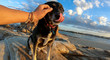 Dog on the beach at Sunshine Coast, Queensland