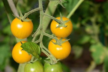 Poster - Yellow cherry tomatoes on a branch in a greenhouse