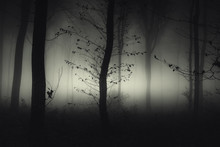 Dark Mysterious Woods With Tree In Fog At Night