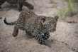 Leopard cub stalking