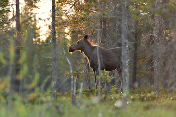 Wall Mural - Moose in Lapland forest, Finland