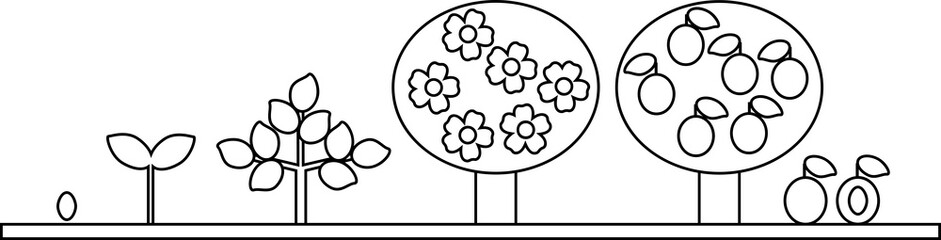 Canvas Print - Coloring page. Life cycle of plum tree. Plant growth stage from seed to tree with fruits