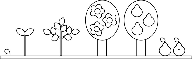 Canvas Print - Coloring page. Life cycle of pear tree. Plant growth stage from seed to tree with fruits