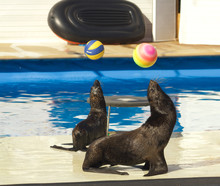 Performance Of Sea Lions