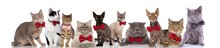 Large Team Of Gentleman Cats With Bowties