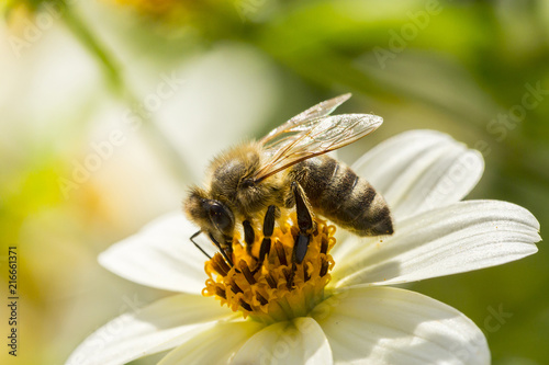 Zdjęcie XXL pszczoła zbierająca pyłek z kwiatów
