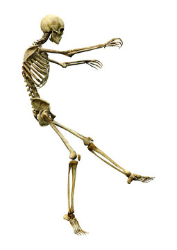 3D Rendering Human Skeleton on White