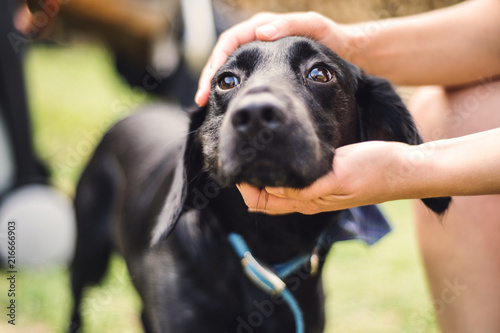 Fotografía Male hands holding a head of a dog outdoors in summertime