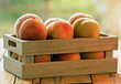Ripe organic peaches in a wooden crate